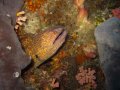 Yellowmargin Moray eel.